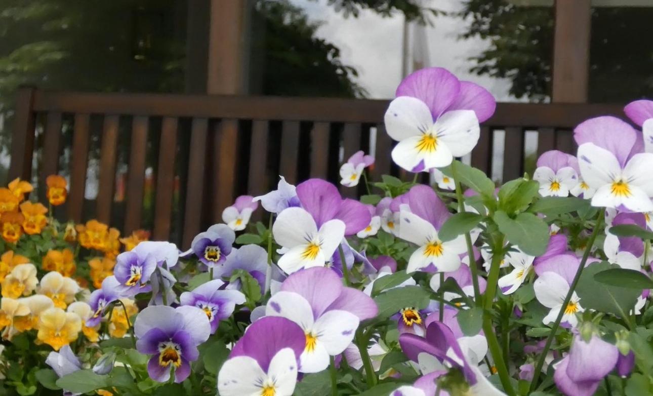 Zenner'S Landhotel Newel Dış mekan fotoğraf